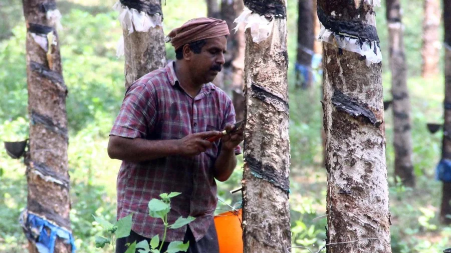 New Rubber Tapper Scheme Offers 125 Days Work at ₹401