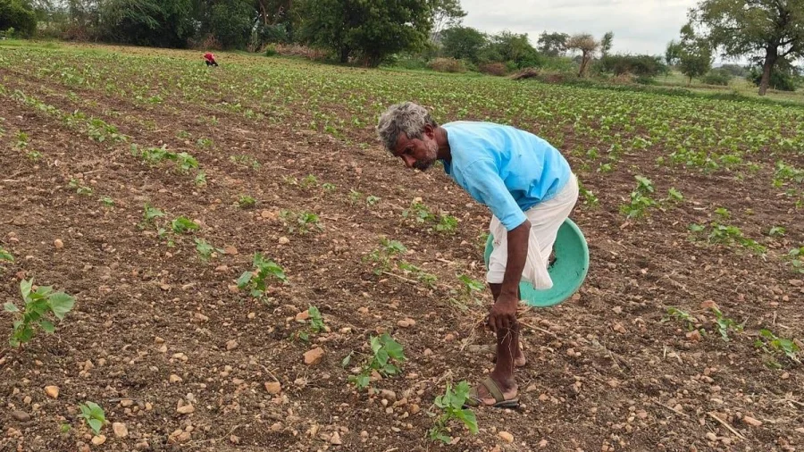 Andhra Pradesh Paddy Ban: Krishna Delta Water Crisis Alert