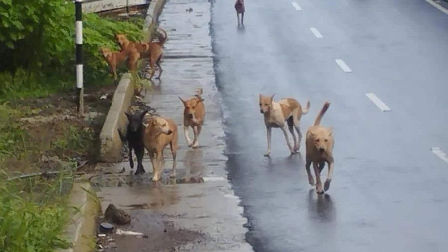 Kozhikode Stray Dog Shelter Plan Hits Real Estate Wall