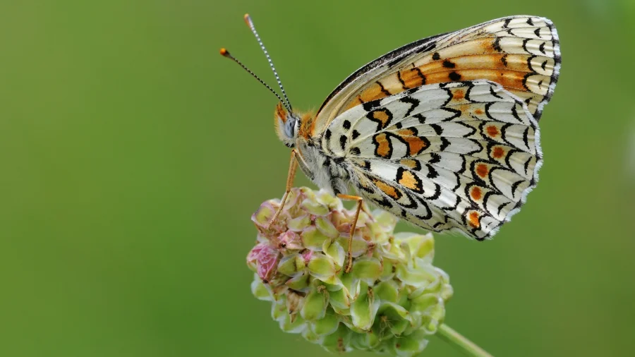 India Completes First Butterfly Moth Catalogue in 12 Years