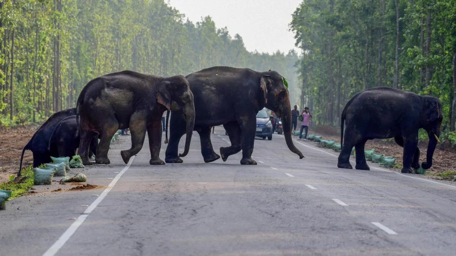 Periya-Pakranthalam Elephant Corridor Land Use Alert