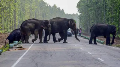 Periya-Pakranthalam Elephant Corridor Land Use Alert