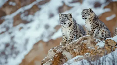 Snow Leopard Safari Ladakh Sparks Conservation Fight