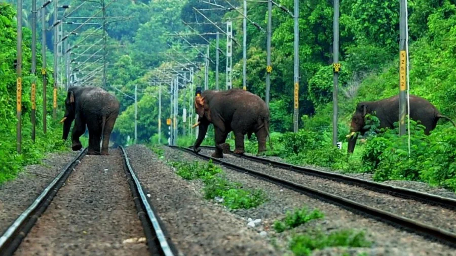 Tragic Train Collision Kills Two Elephants on Kerala Border