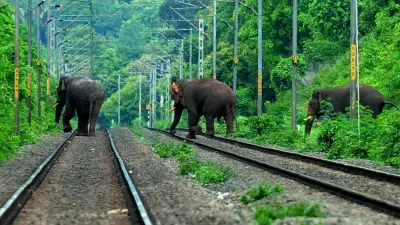 Tragic Train Collision Kills Two Elephants on Kerala Border