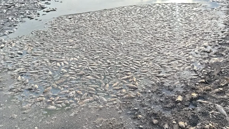 Palar Fish Kill Alert Oxygen Depletion