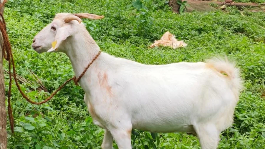 Malabari Goat DNA Reveals Possible Ancient Spice Route Link