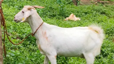 Malabari Goat DNA Reveals Possible Ancient Spice Route Link