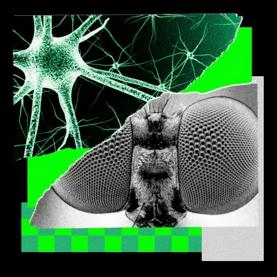 New PitchFly Tool Turns Fly Brain Into Headline Ideas